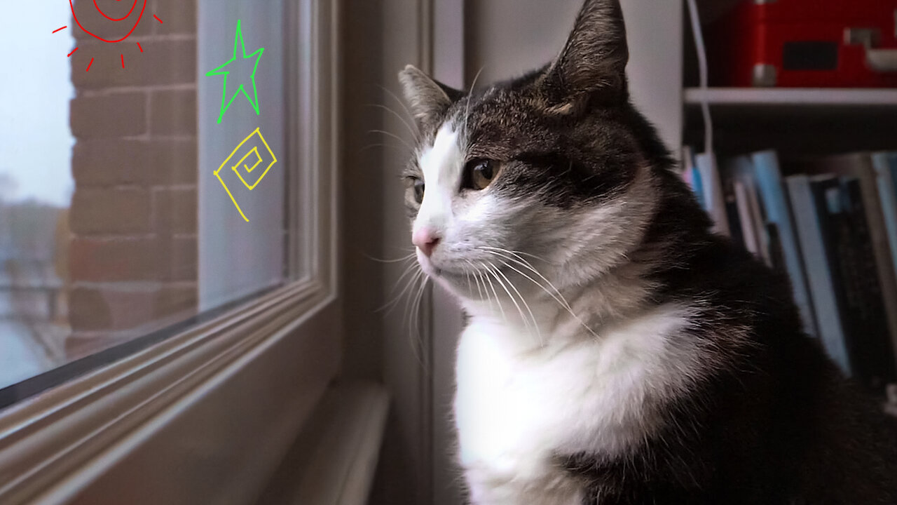 Para os Felinos que Amamos