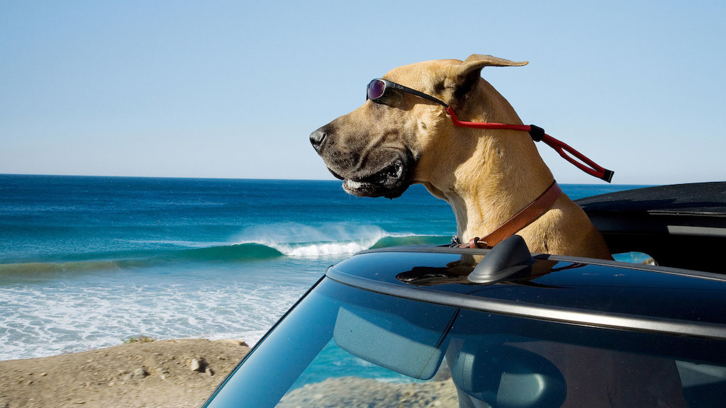 Marmaduke