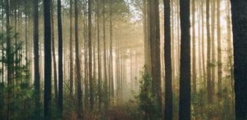 cropped-silencio-na-floresta-netlfix.jpeg