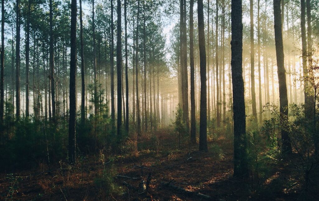série policial da netflix: Silêncio na Floresta